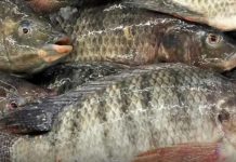 IFC discute o papel do Brasil entre os players mundiais do pescado