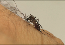 Vírus Zika traz prejuízos motores e de memória a adultos, diz pesquisa