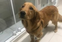 Veterinários e cirurgiões vasculares operam doença rara em cão