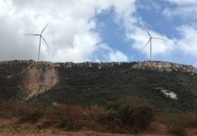 UFPE alerta que fazendas de energia eólica, prejudicam a conservação da Caatinga