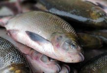 Semana do Pescado tem ações em Santa Catarina