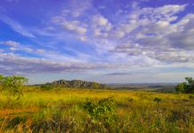 Plantar um trilhão de árvores não impedirá a mudança climática