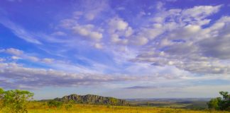 Plantar um trilhão de árvores não impedirá a mudança climática
