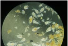 Pesquisadores da UFPE e da UFRPE investigam efeitos das manchas de óleo na comunidade planctônica