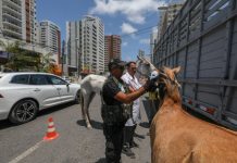 Sistema de identificação, reduz número de animais soltos em ruas do Jaboatão