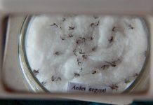 Dengue no verão preocupa Ministério da Saúde