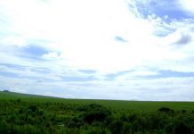 Em Busca do Desconhecido, é o artigo de Paulo Eduardo de Barros Fonseca