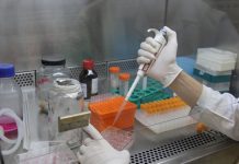 Alzheimer: Pesquisadores conseguem combater sintomas da doença, com canabinoide