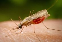 Descoberta abre caminho para barrar transmissão da malária