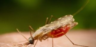 Descoberta abre caminho para barrar transmissão da malária