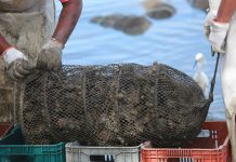 Santa Catarina cria linha de crédito especial para maricultores e pescadores