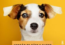 Programa ‘Adote um Vira-Lata’, da UFPE, realiza evento de adoção de cães e gatos, neste sábado(11), no Parque de Exposições do Cordeiro, em Recife