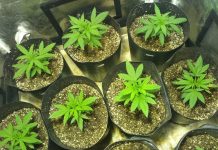 Defensoria Pública da União-DPU, no Recife, consegue mais um habeas corpus preventivo, para pacientes cultivar Cannabis Sativa, conhecida como maconha, na residencia