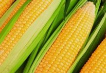 Brasil se torna o maior exportador de milho do planeta, e escassez do produto em 2020, vai atrapalhar o agronegócio de SC