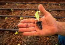 Senar/SC promove treinamento de Olericultura Orgânica em Chapecó