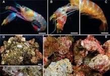 Pesquisador identifica nova espécie de camarão no Museu de Oceanografia da UFPE