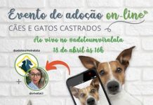 Adote um Vira-Lata promove evento de adoção on-line