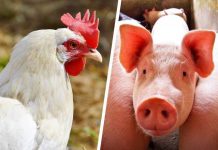 COVID-19: Produtores de aves e suínos de Santa Catarina, são orientados a seguir medidas protetivas na pandemia