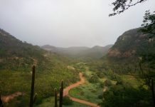 Estudo aponta que, em Pernambuco, mais da metade da Caatinga (51,06%) foi perdida