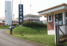 Unesp lidera o desenvolvimento de nanocorpos contra a Covid-19