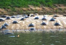 Tecnologia ajuda ciência a salvar tartarugas do tráfico na Amazônia