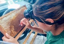 APICULTURA: Assistência técnica aumenta produtividade em SC