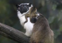 Primata ameaçado de extinção nasce no Zoológico de Brasília