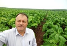 TABACO: Fumicultores perdem rentabilidade no sul do País