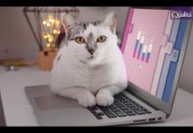 Qualitá apresenta as alegrias do home office ao lado dos pets
