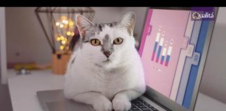 Qualitá apresenta as alegrias do home office ao lado dos pets