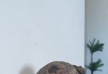 Momento de Reflexão, por Leandro Pinzón: Inhame em forma de pássaro, é mais uma grande prova da presença de Deus no universo