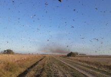 Nuvem de gafanhotos volta a preocupar agricultores brasileiros
