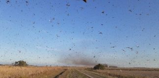 Nuvem de gafanhotos volta a preocupar agricultores brasileiros