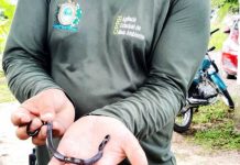 Serpentes exóticas são apreendidas pelo Ibama, em Recife