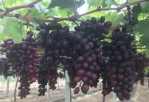 Desemprego desacelera pelo segundo mês consecutivo em Pernambuco