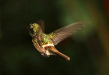Disfarçada de beija-flor, mariposa pode evitar virar almoço