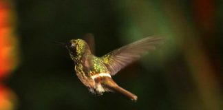 Disfarçada de beija-flor, mariposa pode evitar virar almoço