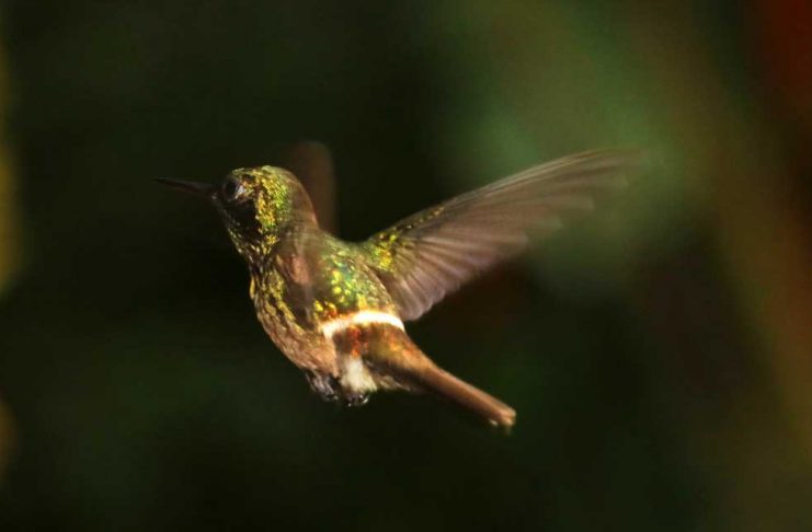 Disfarçada de beija-flor, mariposa pode evitar virar almoço