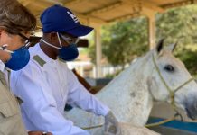 Soros produzidos por cavalos têm anticorpos potentes para covid-19