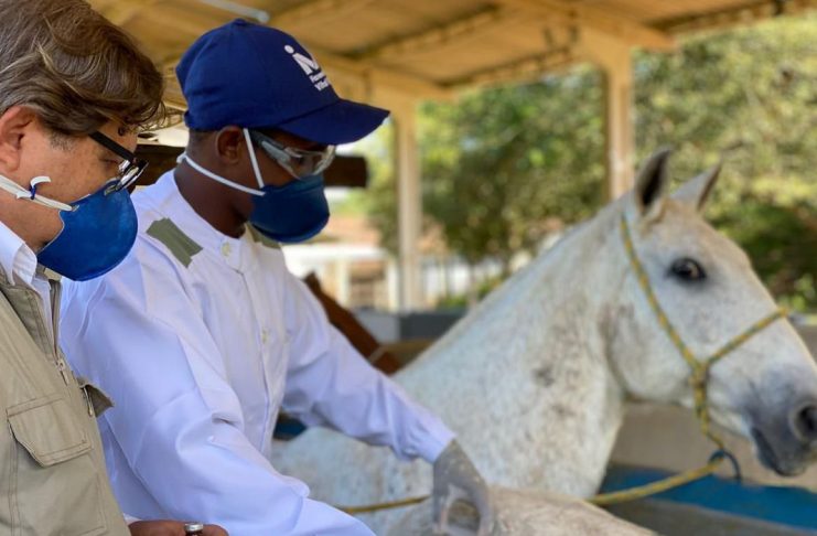 Soros produzidos por cavalos têm anticorpos potentes para covid-19