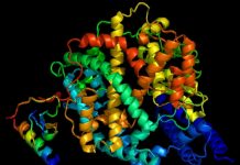 Hormônio pode modular genes ligados à replicação da Covid-19