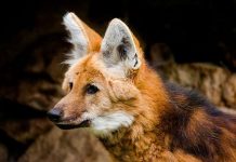 Escolhido para ilustrar a cédula de R$ 200, lobo-guará sofre com o avanço do desmatamento no Cerrado