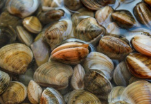 Projeto avalia a captura de moluscos bivalves no litoral paranaense, e suas consequências sobre a biodiversidade costeira
