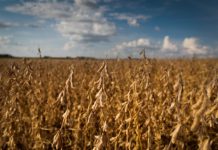Produção de soja cresce 43,5% em oito anos, no estado de Santa Catarina