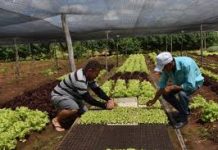 IPA dá suporte à Agricultura Familiar para superar desafios da pandemia