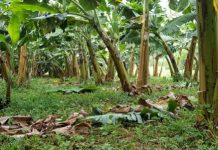 Governo de Santa Catarina irá investir R$ 2 milhões para apoio da bananicultura