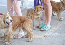 Tutores de animais de estimação devem ficar atentos a produtos de limpeza