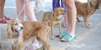 Tutores de animais de estimação devem ficar atentos a produtos de limpeza