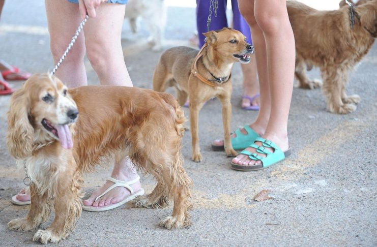 Tutores de animais de estimação devem ficar atentos a produtos de limpeza