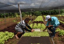 Investimentos impulsionam Agricultura Familiar de PE
